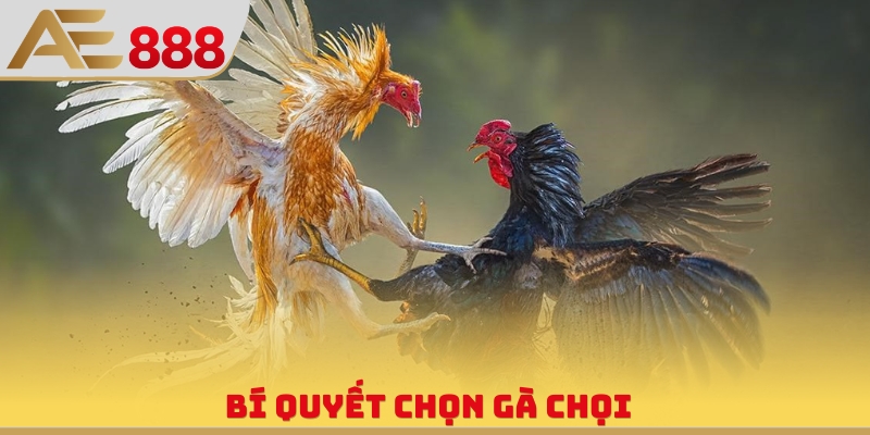 Bí quyết chọn gà chọi