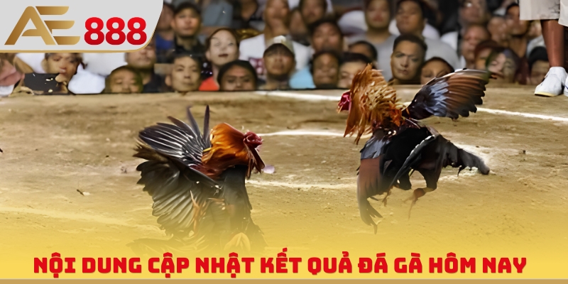 Nội dung cập nhật kết quả đá gà hôm nay
