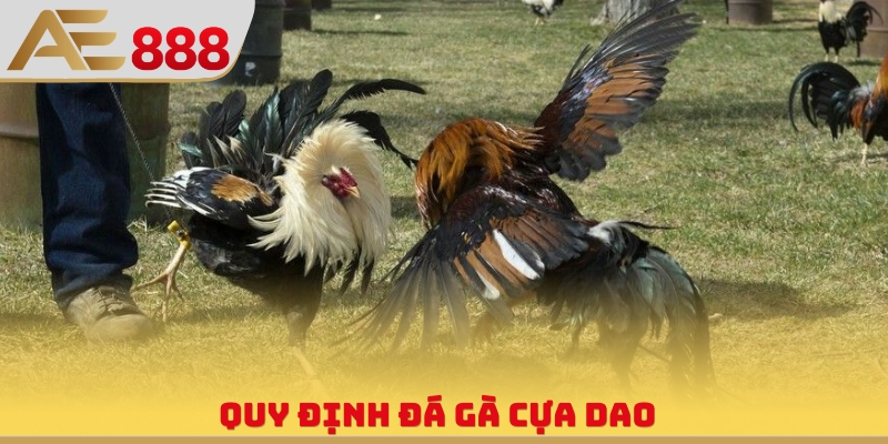 Quy định đá gà cựa dao