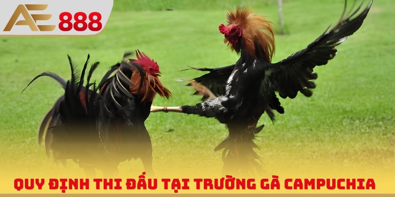 Quy định thi đấu tại trường gà Campuchia