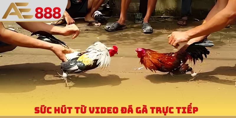 Sức hút từ video đá gà trực tiếp
