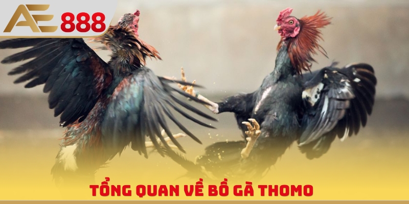 Tổng quan về bồ gà Thomo