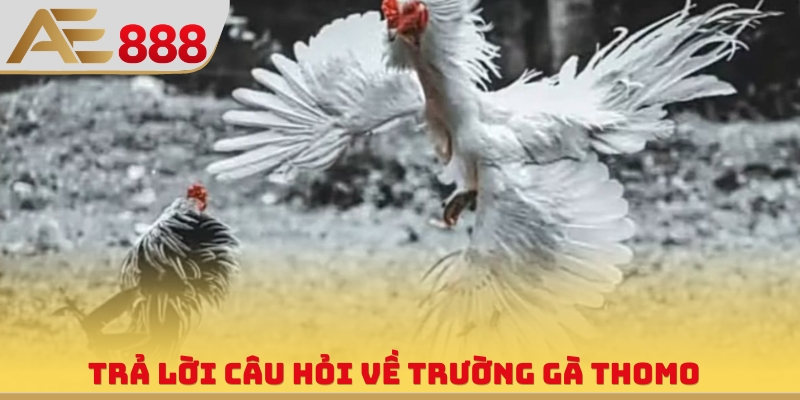 Trả lời câu hỏi về trường gà Thomo
