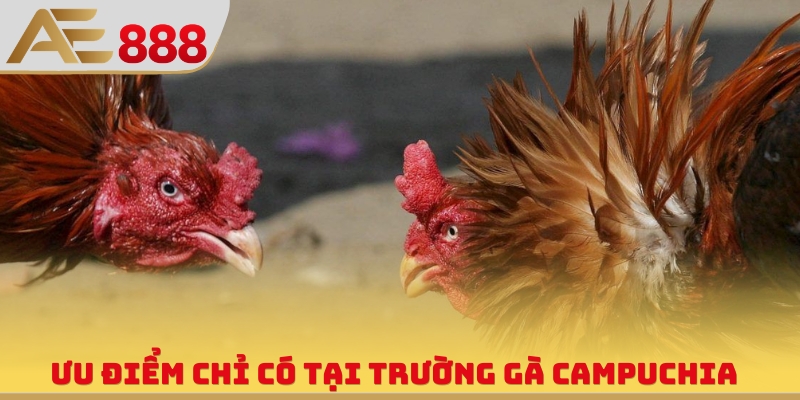 Ưu điểm chỉ có tại trường gà Campuchia